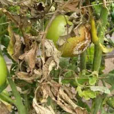 टोमॅटोवरील उशिरा येणारा करपा (Late Blight): संपूर्ण माहिती आणि एकात्मिक नियंत्रण